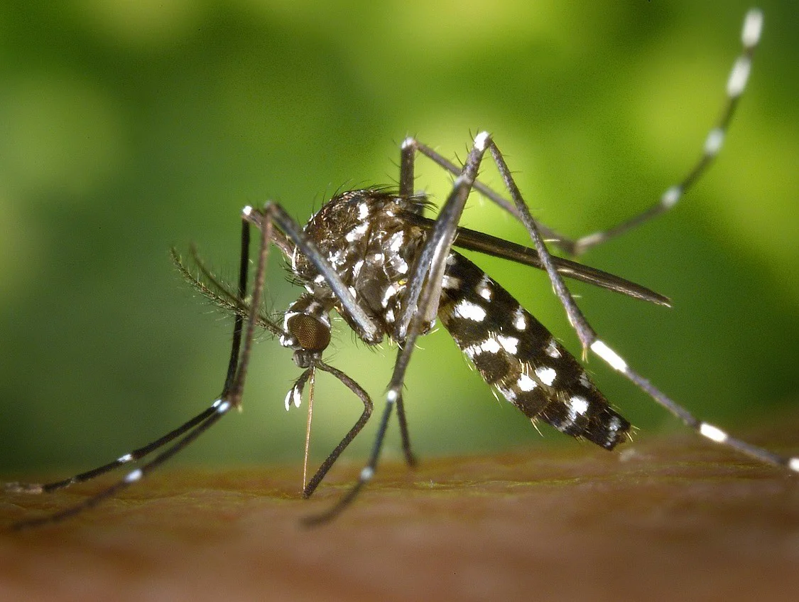 ph_diseases_chikungunya_insect